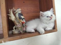 Persian Kitten Available for Sale