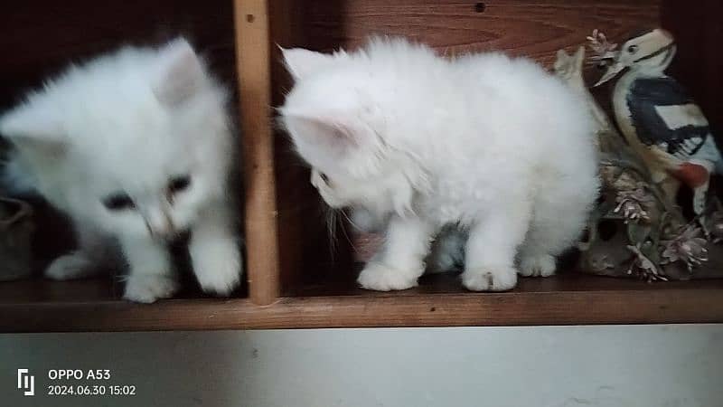 Persian Kitten Available for Sale 2