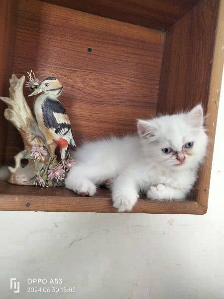 Persian Kitten Available for Sale 3