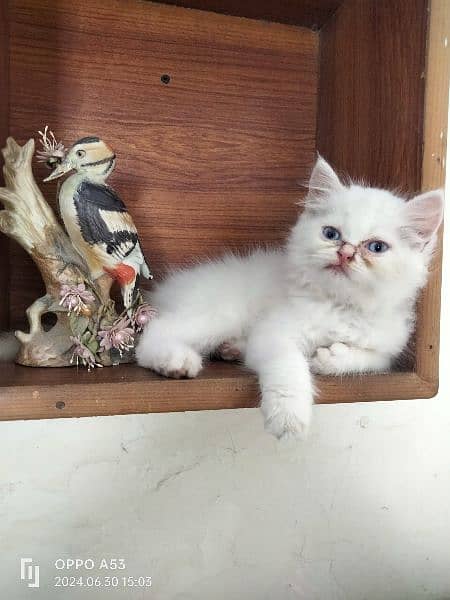 Persian Kitten Available for Sale 4