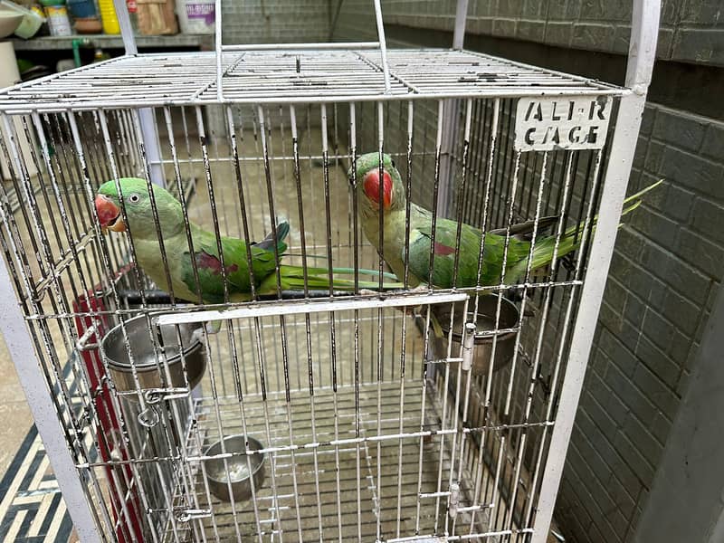 Raw Parrots 0