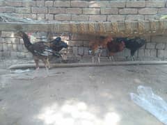 5 desi murgy male for sale pr piece Rs,1500