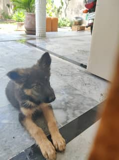 German Shepherd 5 months old