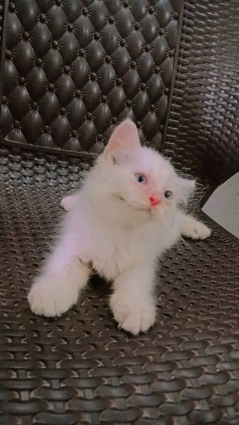 Persian Kittens for Sales 1