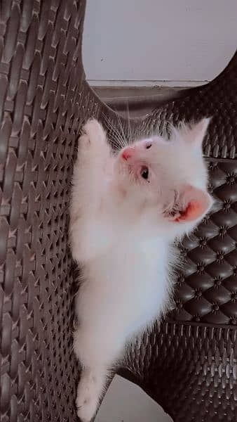 Persian Kittens for Sales 2