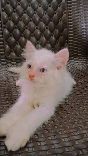 Persian Kittens for Sales 5