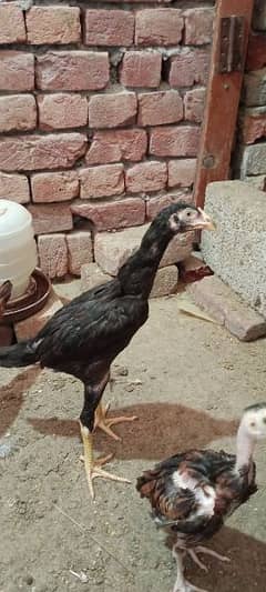 aseel chicks male female  1500 par piece total 7 chicken