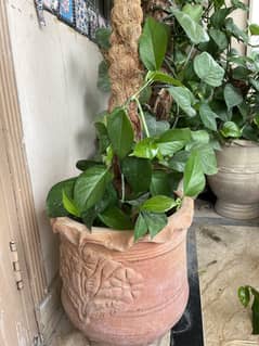 Money plant with pot and coconut rod with homemade compost