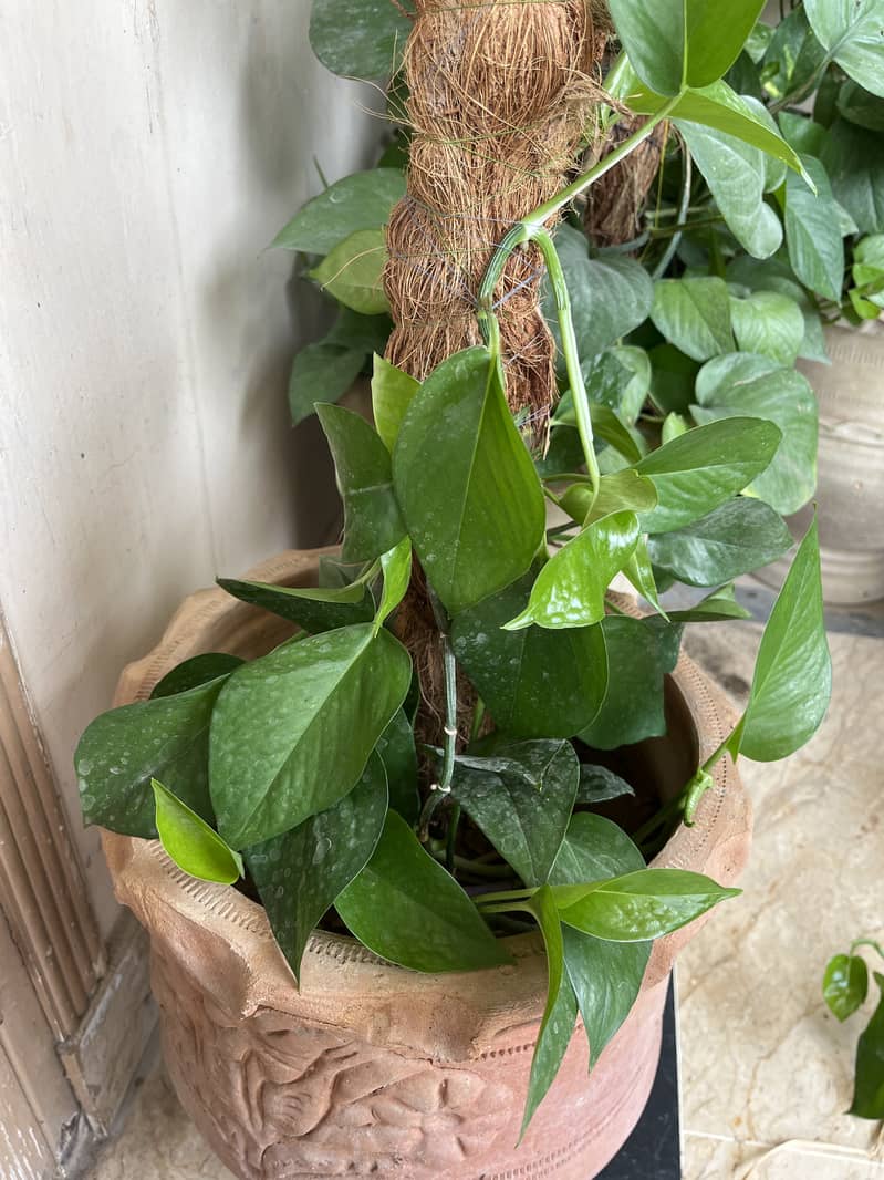 Money plant with pot and coconut rod with homemade compost 2