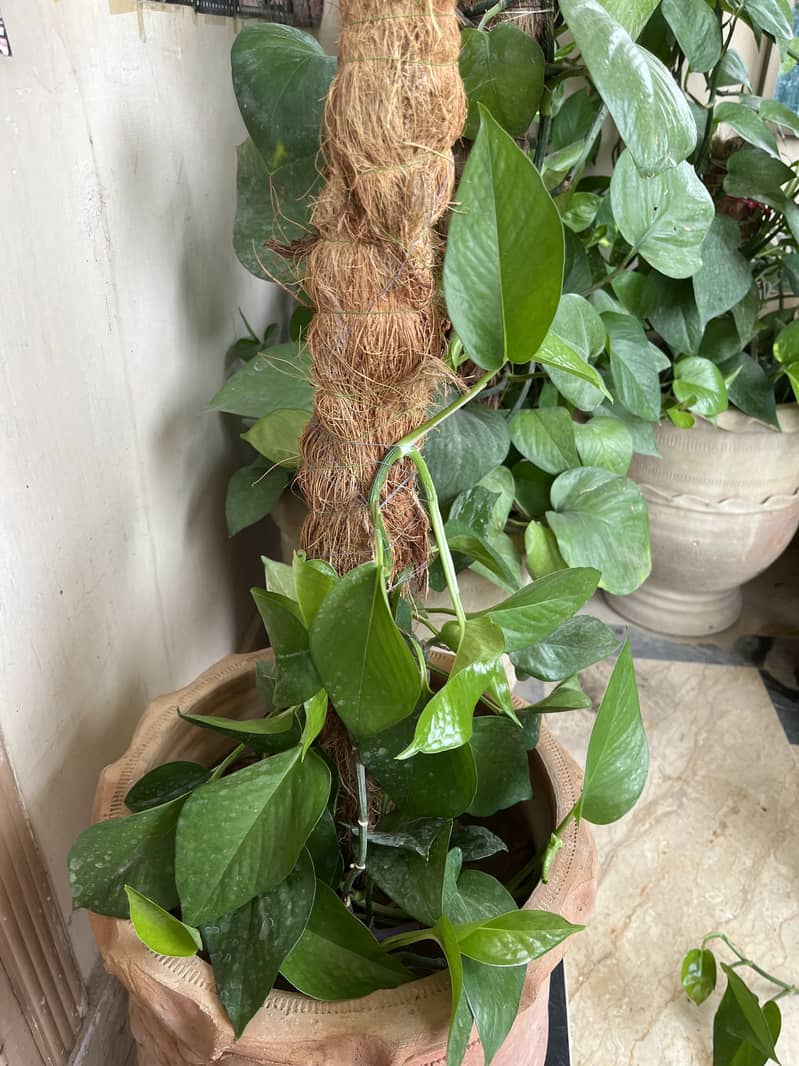 Money plant with pot and coconut rod with homemade compost 3