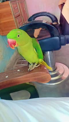 Raw parrot  kotla Arab Ali khan Gujrat 0