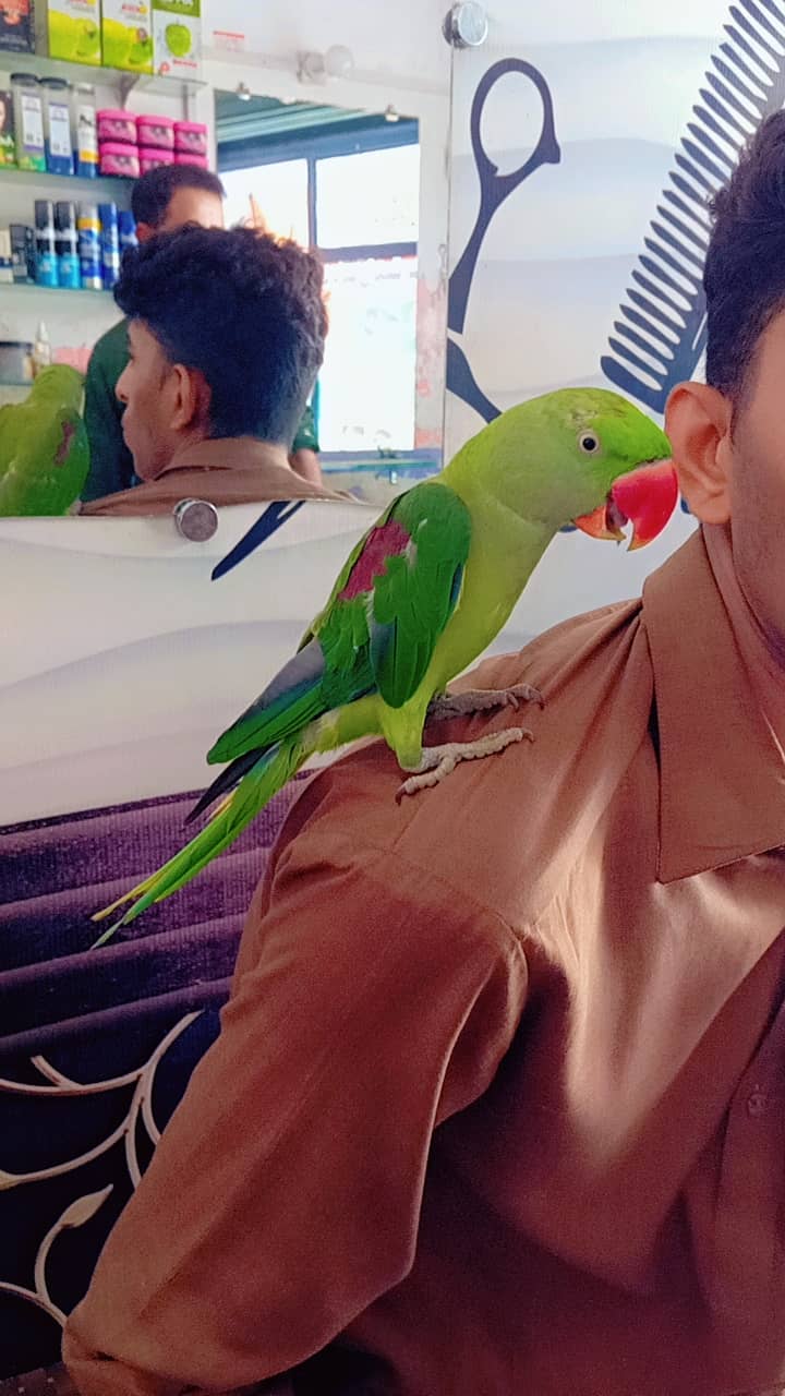 Raw parrot  kotla Arab Ali khan Gujrat 1