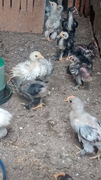 Bentum chicks 4