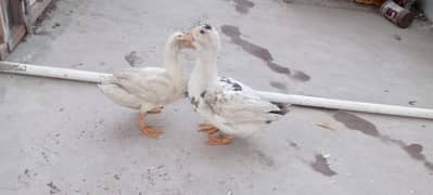 Grown up ducks for sale (Male & Female pair)