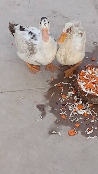 Grown up ducks for sale (Male & Female pair) 1
