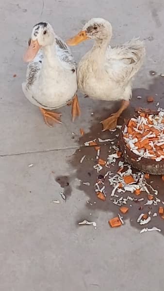 Grown up ducks for sale (Male & Female pair) 3