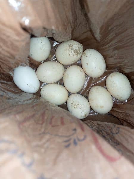 Aseel Mushka And Heera eggs for sale 3