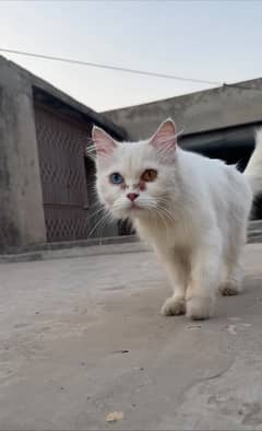 odd eyes Female Persian Kitten