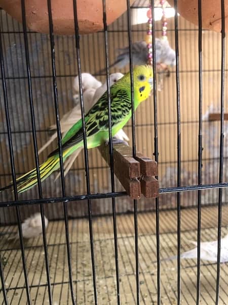 mix budgies hogo 1