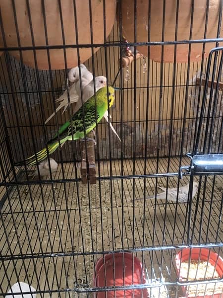 mix budgies hogo 3