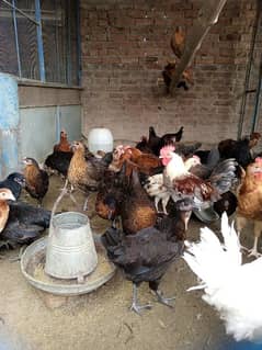 golden misri hens for sale . weight 1 kg egg laid in few days.