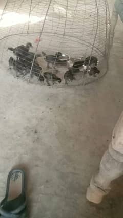 ayam Cimani young pair and chicks for sale