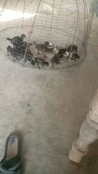 ayam Cimani young pair and chicks for sale 0