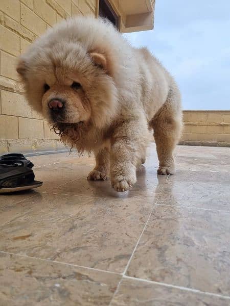 chow chow 4