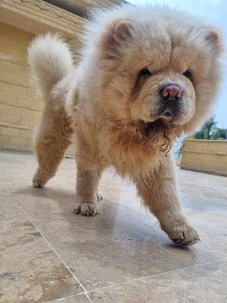 chow chow 7