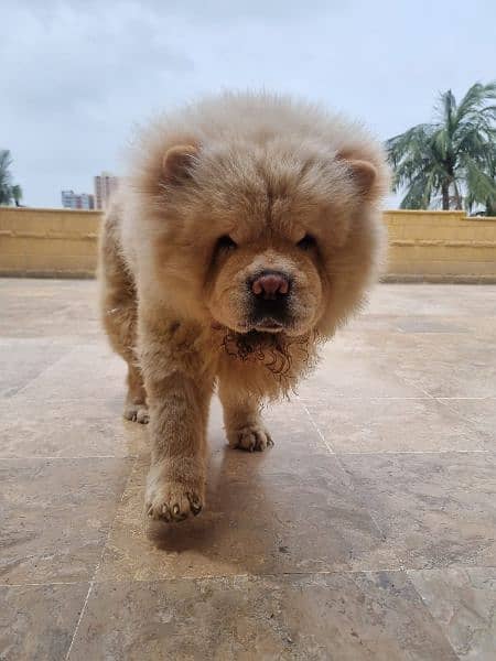 chow chow 10