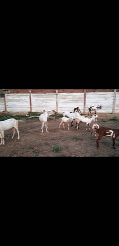 almost pragnet goats whataps call or msg 0