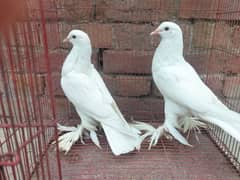 White Pouter ghobara pigeon 03234367645