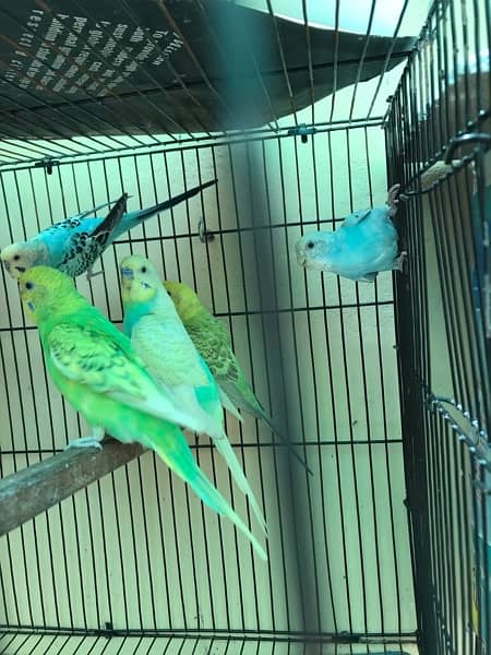 Australian parrots for sale 0