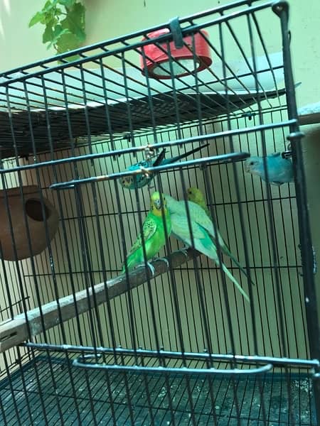 Australian parrots for sale 1