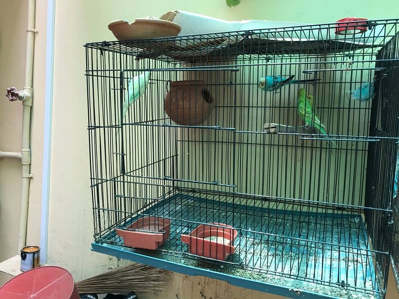 Australian parrots for sale 2