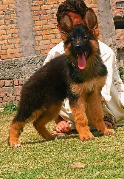 German shepherd female available for sale 1