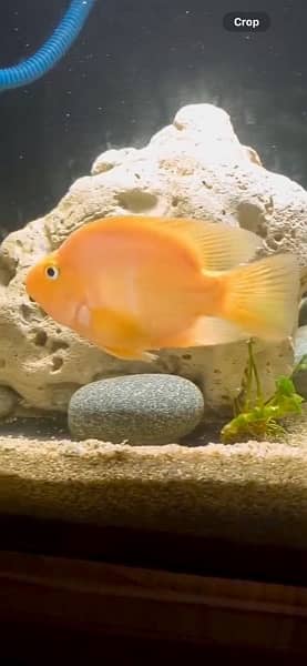 parrot fish breeder pair 6 inch 0