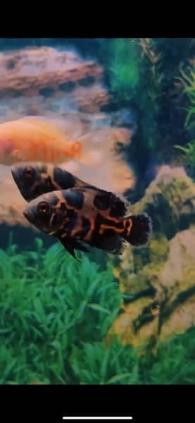 parrot fish breeder pair 6 inch 8