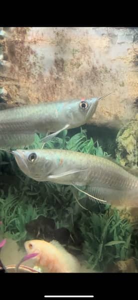parrot fish breeder pair 6 inch 9