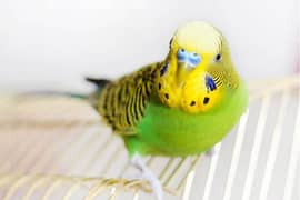 Budgie parrot