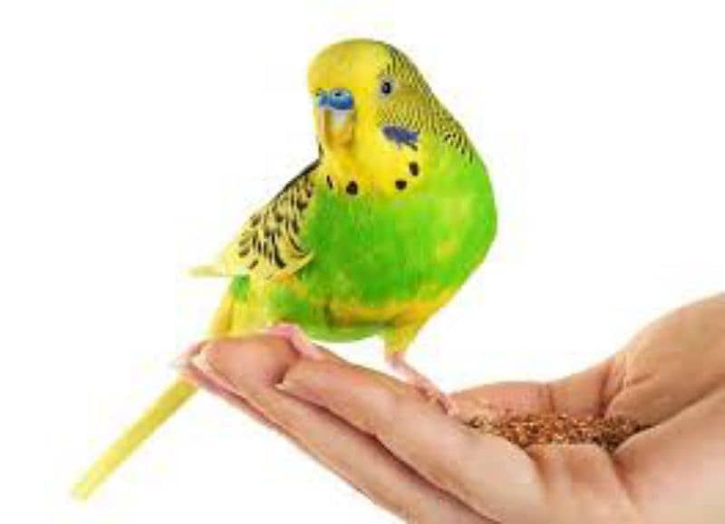 Budgie parrot 4