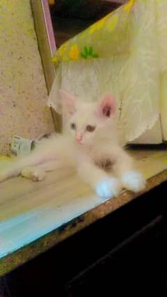 Persian n kids for seel age 4 months