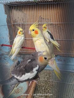 Healthy Breeder Pair with 3 Cocktail chicks with Cage