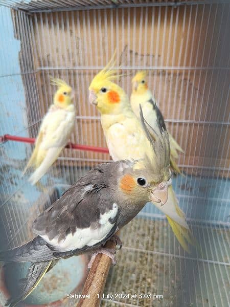 Healthy Breeder Pair with 3 Cocktail chicks with Cage 3