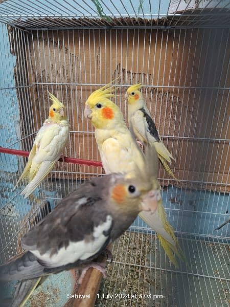 Healthy Breeder Pair with 3 Cocktail chicks with Cage 4