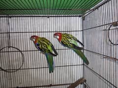 Rosella pair ready to breed. Also male and female separate
