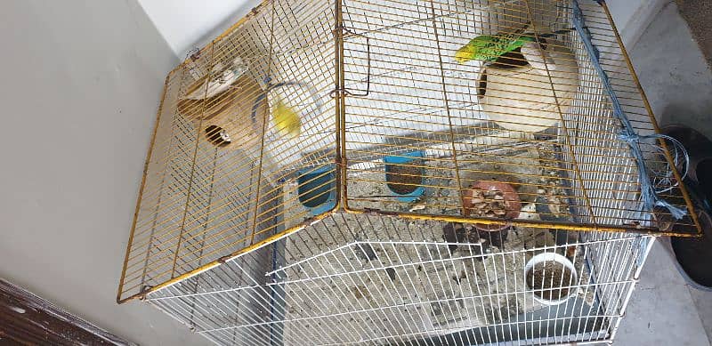 budgie for sale 2