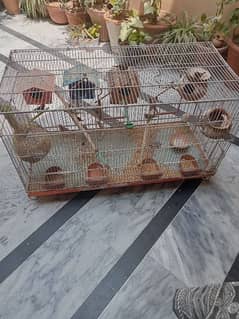 4 breeder pair zebra finches