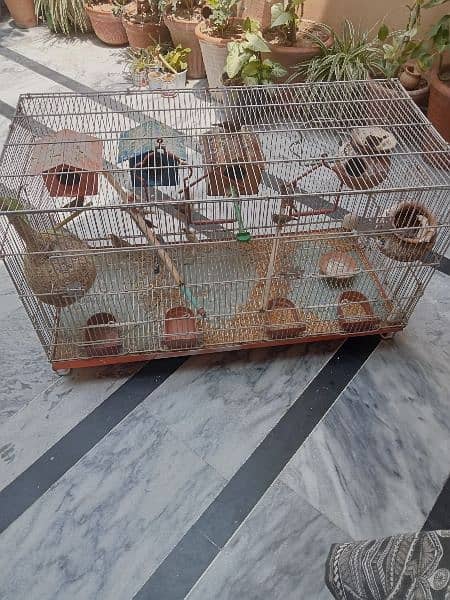 4 breeder pair zebra finches 0