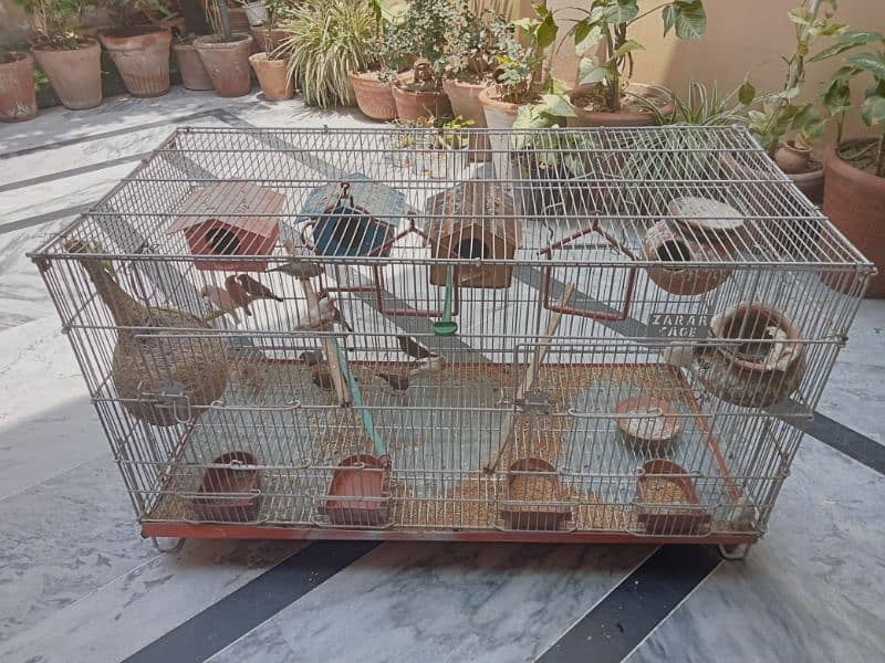 4 breeder pair zebra finches 2